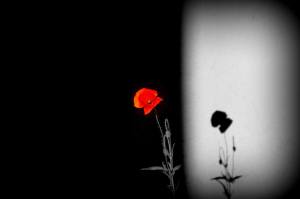 13522724_1009703119065682_805150993954458607_o