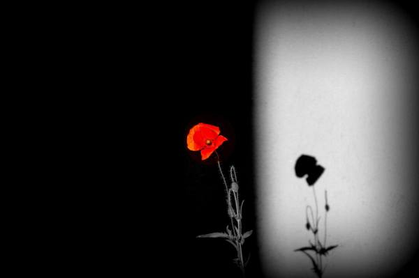 13522724_1009703119065682_805150993954458607_o